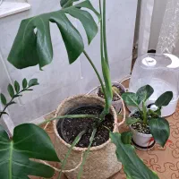 گل‌ شفلرا،برگ‌انجیری،موج عشق،فیلودندرون‌کیفیت‌عالی|گل و گیاه طبیعی|اردکان, |دیوار