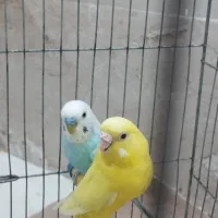 مرغ عشق نر ماده