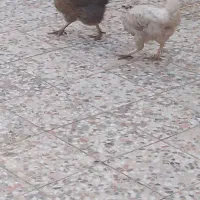 فروش 2عدد مرغ تخمگذار