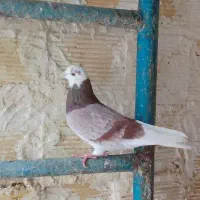 کفتر غریبگیری