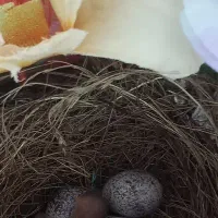 جوجه قناری