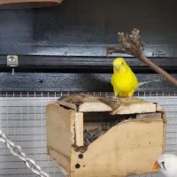 مرغ عشق هلندی نر بالغ