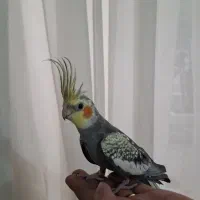 یک جفت عروس هلندی نر و ماده و یک عدد مرغ مینا