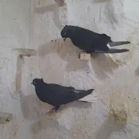 زاغ دم سفید نر