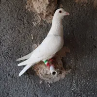 کبوتر کرمونی نر قلدر شهرستانی