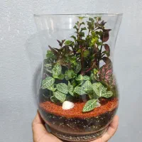تراریوم تک|گل و گیاه طبیعی|تهران, مشیریه|دیوار