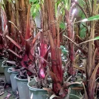 پالم بادبزنی(نخل واشنگتن)|گل و گیاه طبیعی|تهران,  امام زاده قاسم (نیاوران)|دیوار