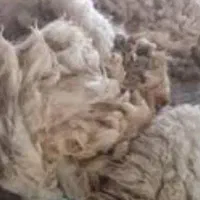 پشم گوسفندی رایگان