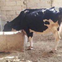 گاو|حیوانات مزرعه|زهک, |دیوار