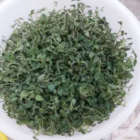 تولید کننده گیاهچه بذر سیب زمینی نشا مینی تیوبر|خدمات باغبانی و درختکاری|اصفهان, پارک مشتاق|دیوار