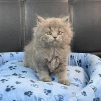 بچه گربه های تو دل بروی ناز|گربه|اهواز, کیانپارس |دیوار