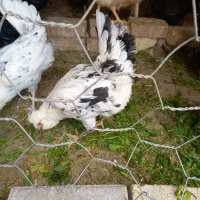 مرغ تخمگذار محلی گلین