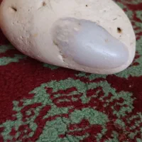 سنگ|کلکسیون اشیاء عتیقه|گنبد کاووس, |دیوار