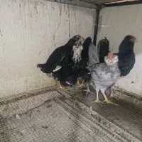 مرغ خروس و جوجه گلین چهل تاج ریشو