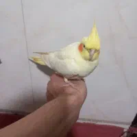 سلام یک عروس هلندی