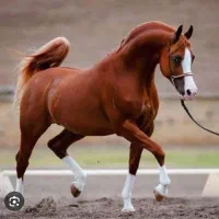 پانسیون و نگهداری VIP اسب