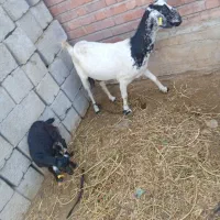 یک بزه با کهر