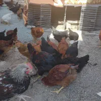 جوجه مرغ ۵ماهه