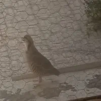 فروش جوجه سه ماهه