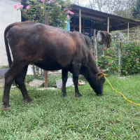 دو گاو شکم دار لوکس ودرجه یک برای خانه دار یا کاسب|حیوانات مزرعه|گوراب زرمیخ, |دیوار