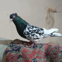 کله سیاه نر نوک صدفی