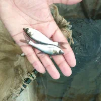 ماهی|ماهی|رشت, شهرک الغدیر|دیوار