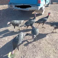 بوقلمون نر و ماده|حیوانات مزرعه|نیشابور, خط کاشمر|دیوار