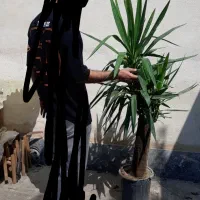 گل درختچه یوکا|گل و گیاه طبیعی|گرگان, |دیوار