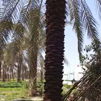 فسیل کنی  تضمینی درخت حرس کردن