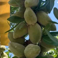 توزیع نهال بادام آذر یکساله به قیمت 50 هزار تومان|خدمات باغبانی و درختکاری|بردسکن, |دیوار