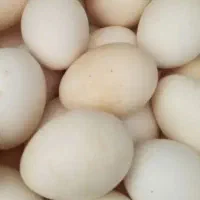 تخم مرغ محلی