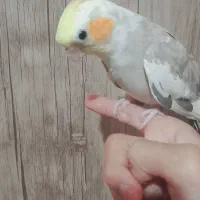 عروس هلندی ابلق|پرنده|بومهن, |دیوار