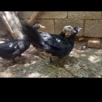 اردک اوکراینی