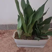 گل سانسور ی سبز مهتابی آپارتمانی