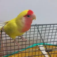 کوتوله برزیلی دستی