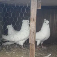 فروش کبوتر مسافتی یا المانی|پرنده|چمستان, |دیوار