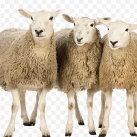 میش لری