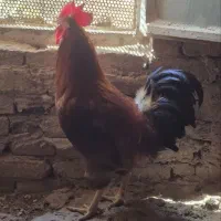 دوعدد خروس خیلی خوشگل وجوان