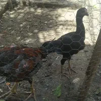 جوجه لاری