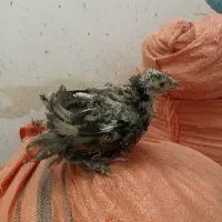 جوجه