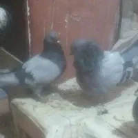 سبز شهرکردی اصیل