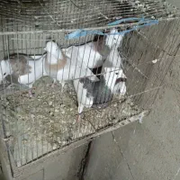 آدرس جاده تهران سراه ویان