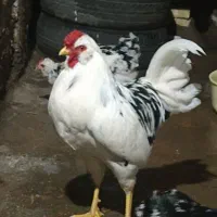 خروس گلین اصل چهل تاج