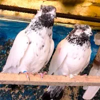 کفتر کبوتر کله دم سبز کله دار سو قدیم|پرنده|تهران, ورزشگاه آزادی|دیوار