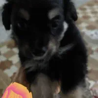 فروش سگ|سگ|چمران, |دیوار