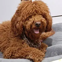 پودل نر  اورجینال استاندارد