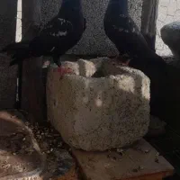 کبوتر معامله با کبوتر