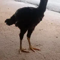 مرغ لاری افغان|پرنده|ایلام, |دیوار