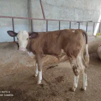 فروش گوساله