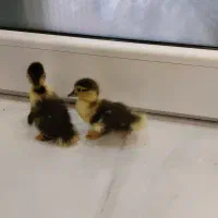 فروش جوجه اردک خارجی سالم